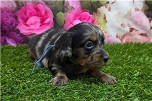Baylor - Mini Dachshund for sale