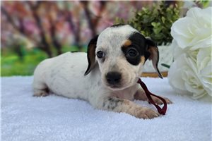 Pandora - Dachshund, Mini for sale