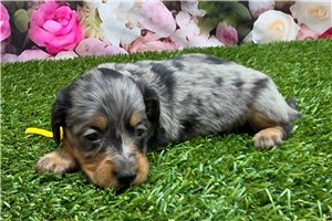 Becky - puppy for sale