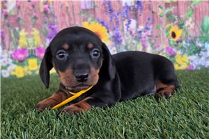 Pluto - Dachshund, Mini for sale