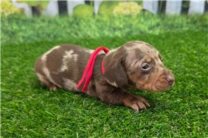 Kiara - puppy for sale