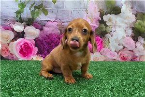 Benedict - puppy for sale