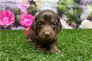 Beauregard - Mini Dachshund for sale