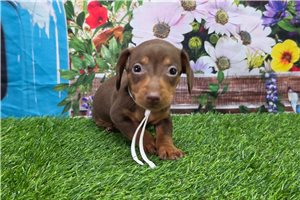 Konrad - Dachshund, Mini for sale