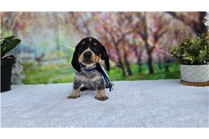 Parker - Dachshund, Mini for sale
