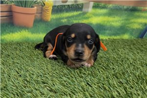 Potter - puppy for sale