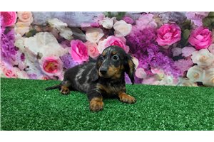 Baylor - Mini Dachshund for sale