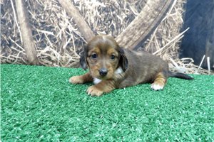 Bindi - Dachshund, Mini for sale