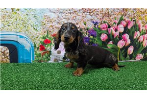 Baylor - Dachshund, Mini, placed in Evansville