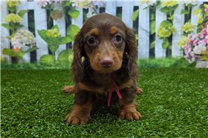 Beauregard - Dachshund, Mini for sale
