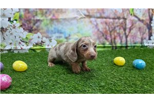 Jack - Dachshund, Mini for sale