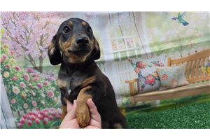 Rylie - Dachshund, Mini for sale