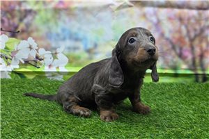 Jacqueline - Dachshund, Mini for sale