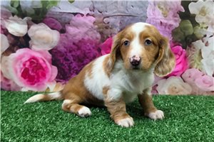 Bimini - Dachshund, Mini for sale