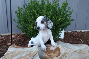 Polly - Dachshund, Mini for sale
