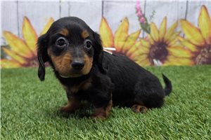 Beatrice - Dachshund, Mini for sale