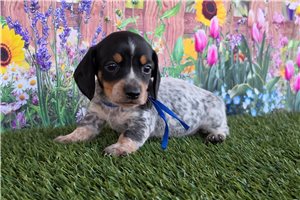 Parker - Dachshund, Mini for sale