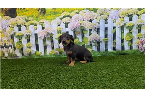 Rylie - Dachshund, Mini for sale