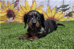Baylor - Dachshund, Mini for sale