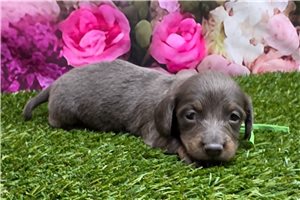 Beaumont - puppy for sale