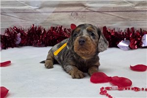 Jace - Dachshund, Mini for sale