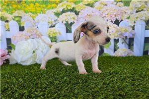 Polly - Dachshund, Mini for sale