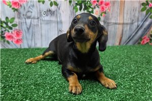 Rylie - Dachshund, Mini for sale