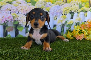 Potter - Mini Dachshund for sale
