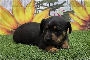 Rylie - Dachshund, Mini for sale