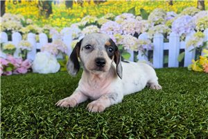 Pandora - Dachshund, Mini for sale