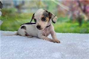 Polly - Dachshund, Mini for sale