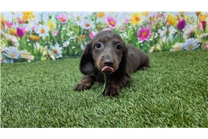 Beaumont - Dachshund, Mini for sale