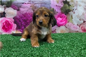 Bindi - Dachshund, Mini for sale
