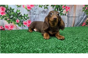 Beauregard - Dachshund, Mini for sale