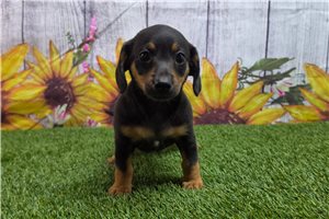 Rylie - Dachshund, Mini for sale