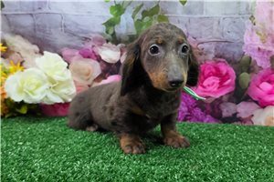 Beaumont - puppy for sale