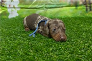 Kingston - puppy for sale