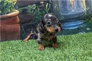 Keegan - Dachshund, Mini for sale