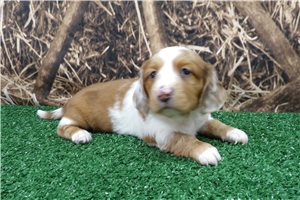 Bimini - puppy for sale