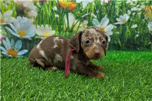 Kiara - Dachshund, Mini for sale