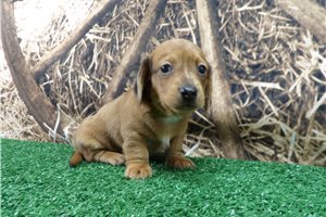 Benedict - puppy for sale