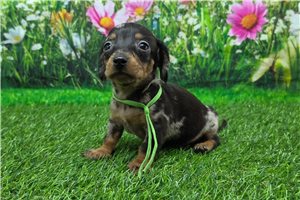 Keegan - Dachshund, Mini for sale