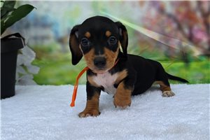 Potter - Dachshund, Mini for sale