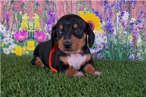 Potter - Dachshund, Mini for sale