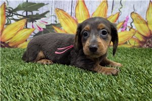 Beauty - Dachshund, Mini for sale