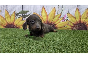 Beaumont - Mini Dachshund for sale