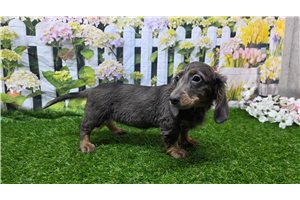Jacqueline - Dachshund, Mini for sale