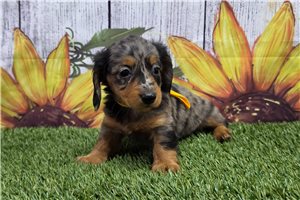 Becky - Dachshund, Mini for sale