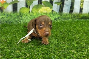 Konrad - puppy for sale