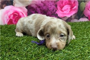 Becca - puppy for sale